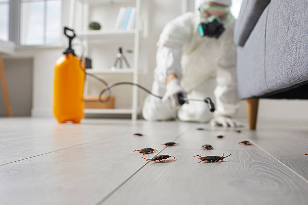 Commercial Kitchen Cockroach Control in East Foothills